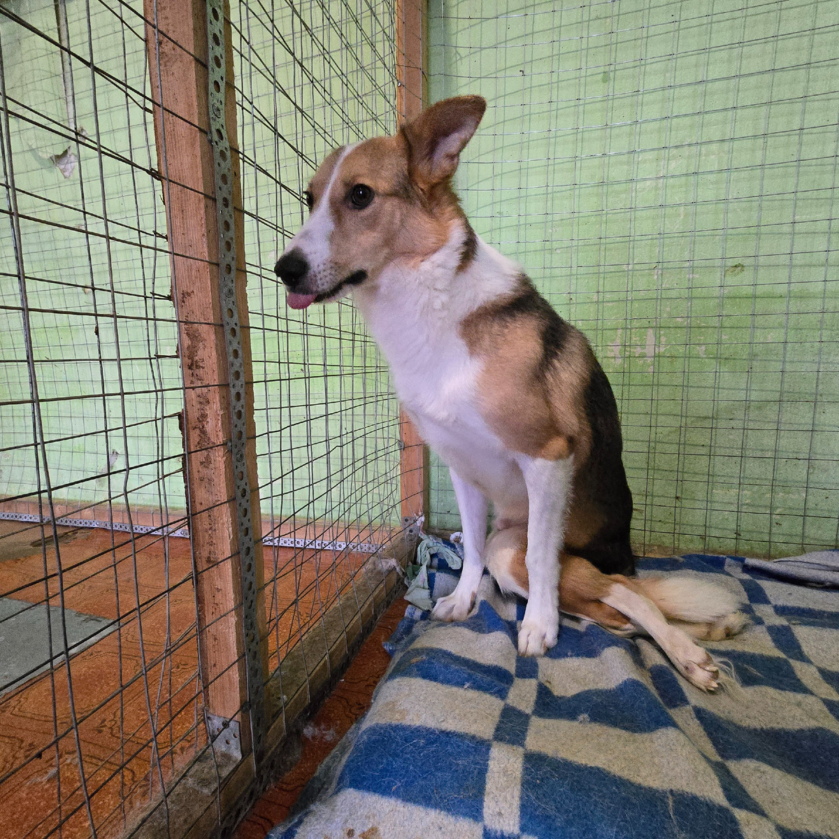 профиль мечтательного пса у решетки