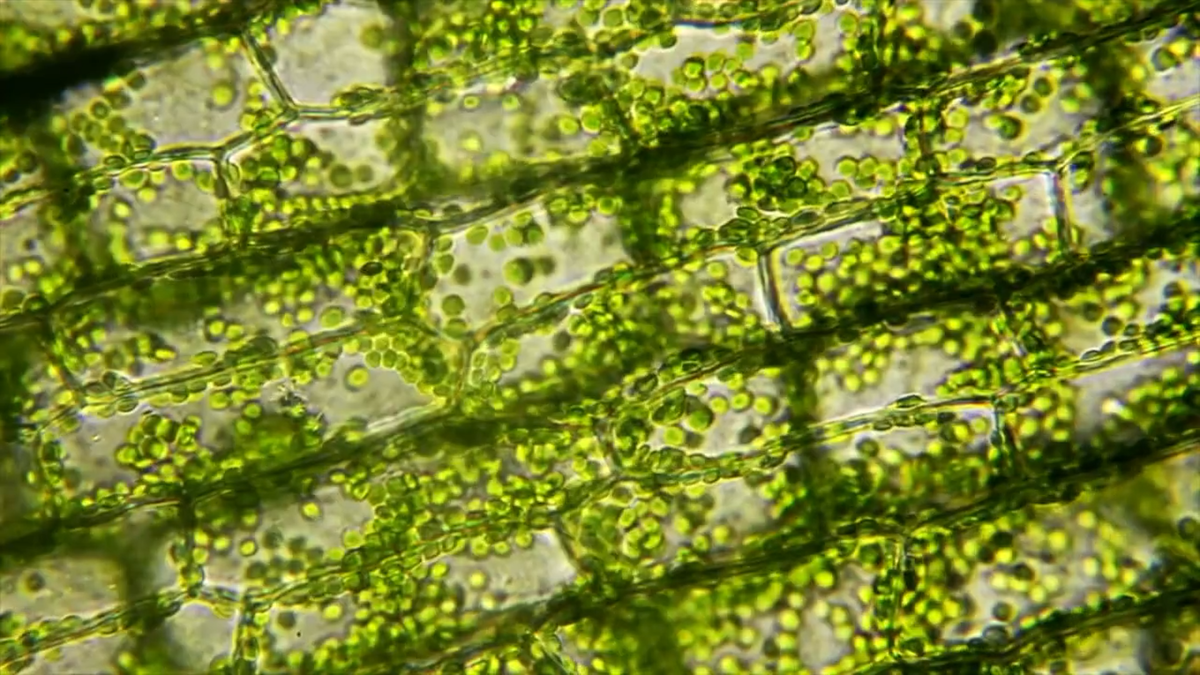 Скрин из видео доктара Джеймса Уайта о цикле ризофагии. Зеленые точки - это микроорганизмы двигающиеся внутри корня растения.