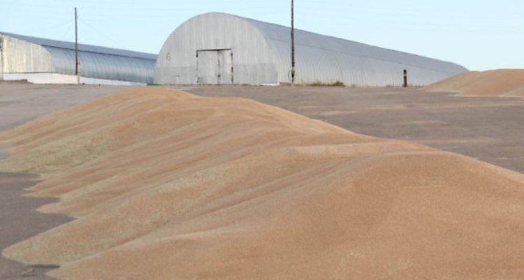    Фото: Пресс-служба Минсельхоза Забайкальского края