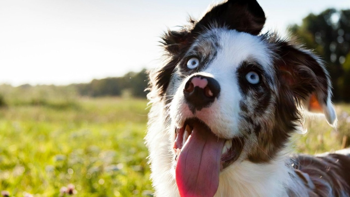 Яндекс картинки