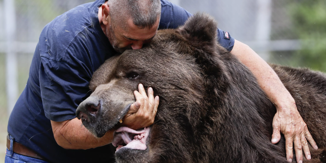 Взросление медведя. Выживет 1 из 10. Сложнейшее испытание в дикой природе