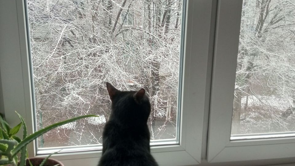 Истории нашего двора. Новенькие Соня и Рысик.