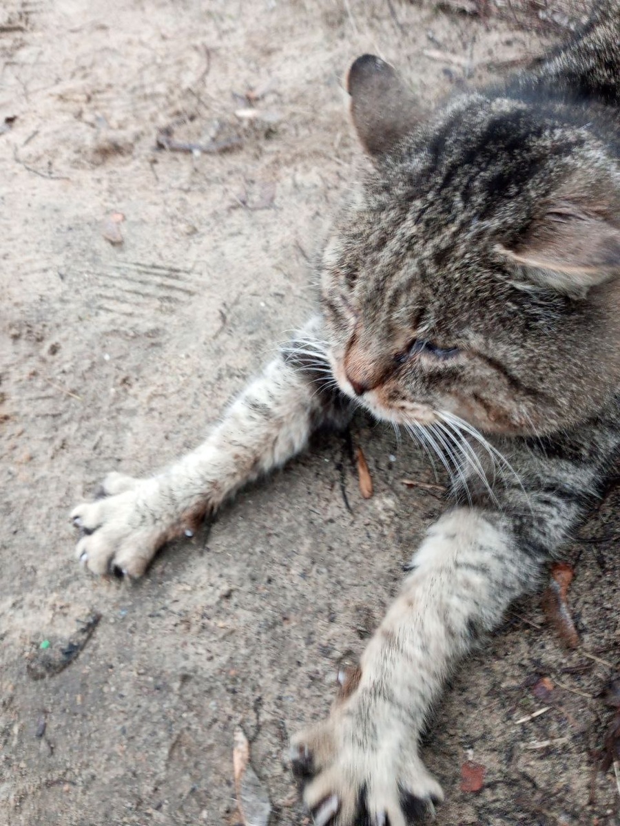 Потягушечки)