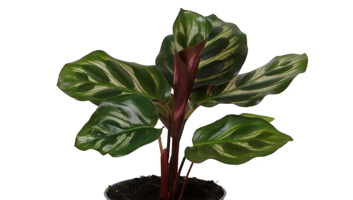 Calathea makoyana