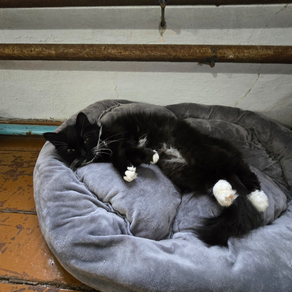 Мелиса черно-белая красавица спит блаженно