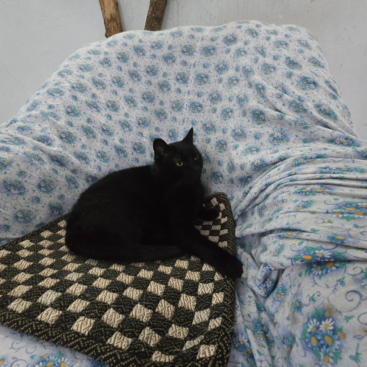 Панкрат черный кот мудро созерцает мир