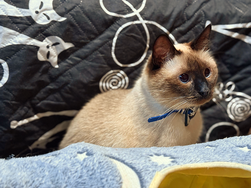 Таечка Ника как раз подходит для призыва дождя