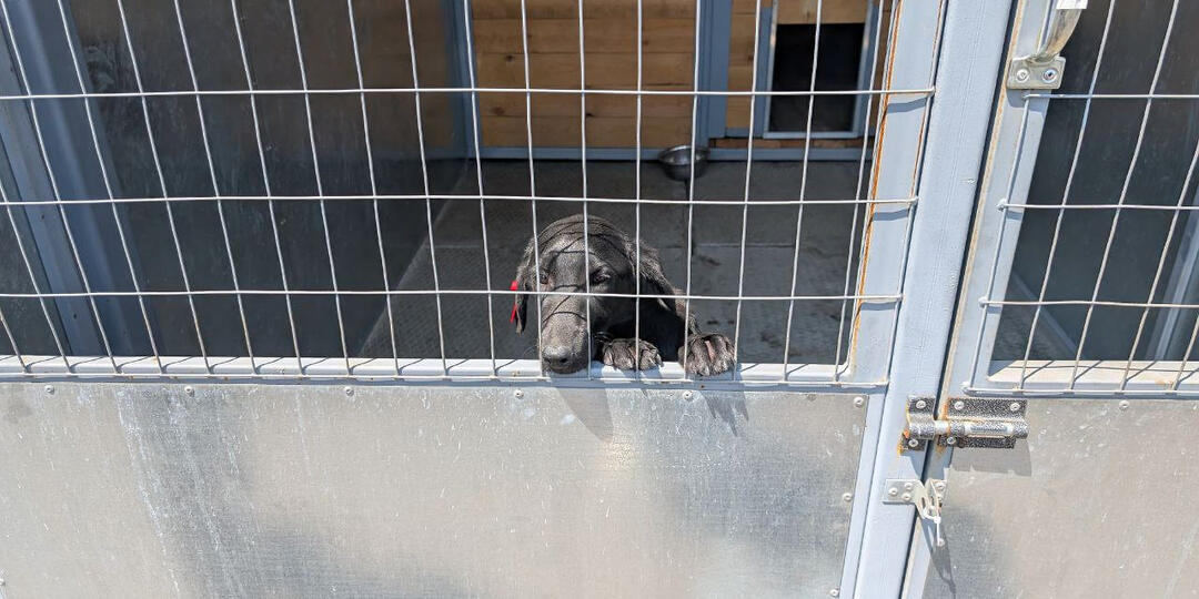 На Ставрополье директора приюта для животных оштрафовали после проверки