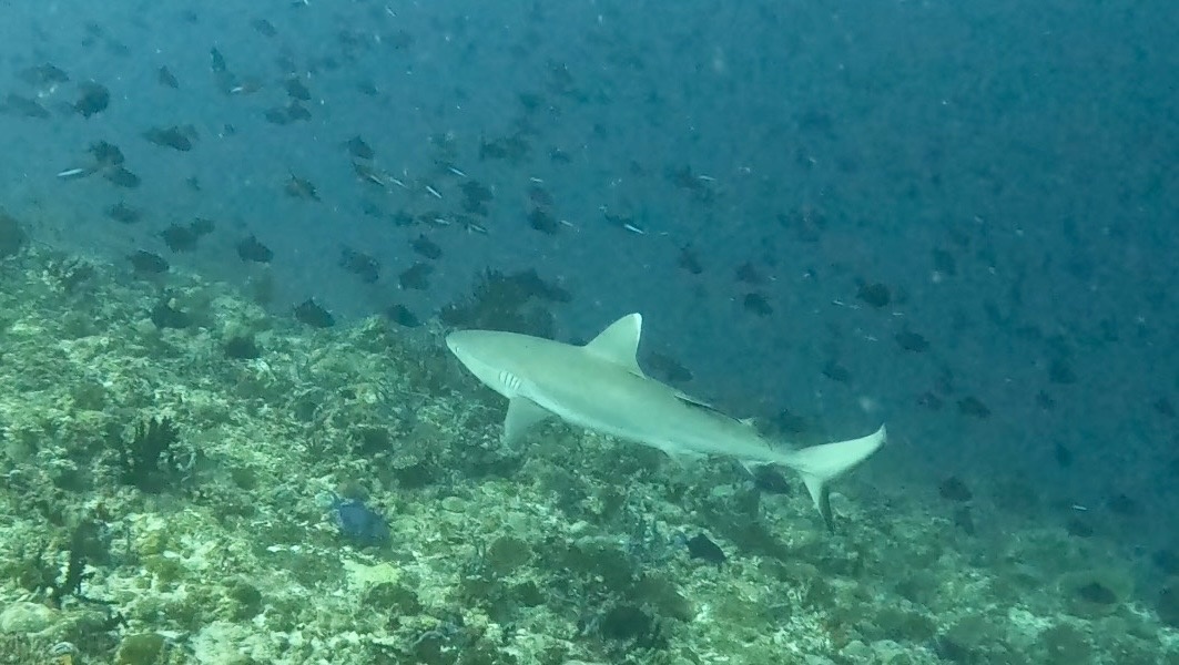 Акула у рифа в Индийском океане 