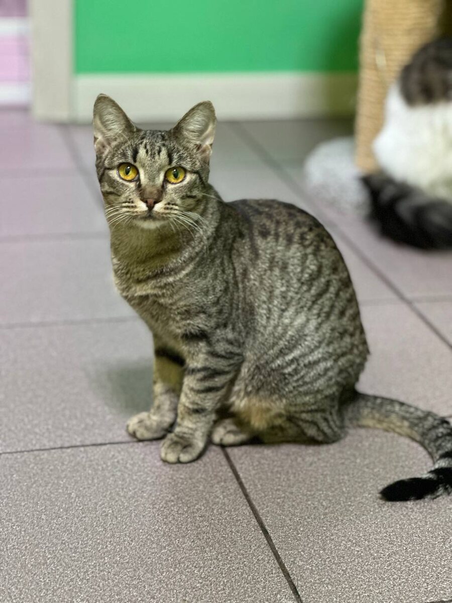 Карма как карма. Продолжай искать мне хозяина. Пожалуйста