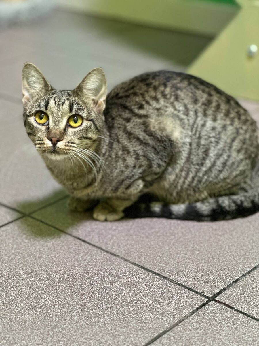 Никто-никто не звонит?