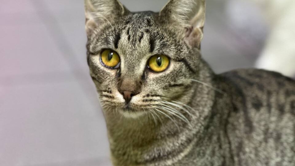 Как заколдовали. Даже не смотрят соискатели в её сторону