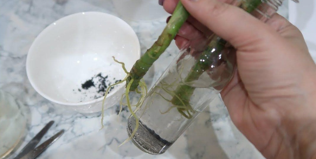 Ставлю точку в спорах о черенках роз. Месячный тест показал лучший способ