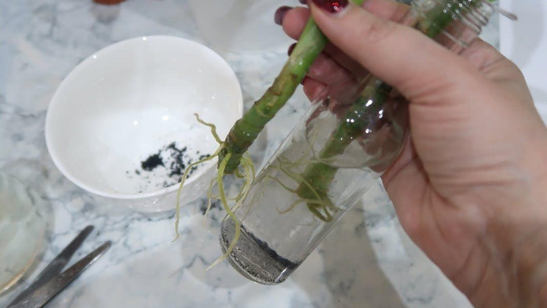 Результат месячного эксперимента - простая вода победила дорогие стимуляторы