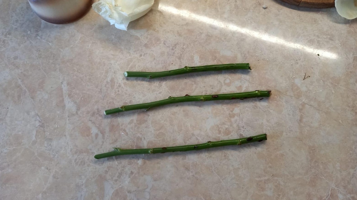 Черенки роз