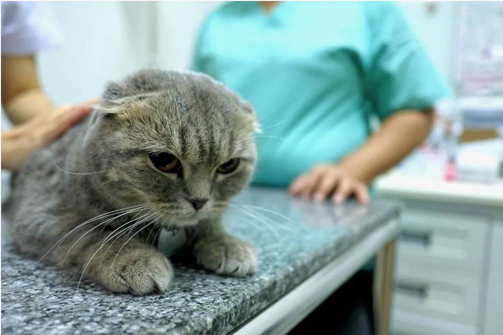 успакаиваем кота после ветеринара