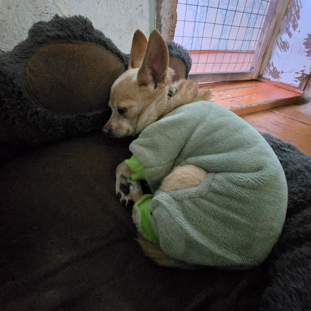 укутан в одеяло от холодного мира