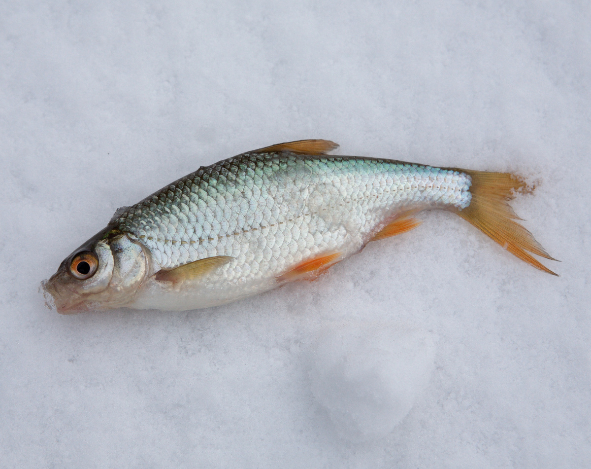 Некрупная плотва не каждого радует, но в жареном виде она весьма хороша.