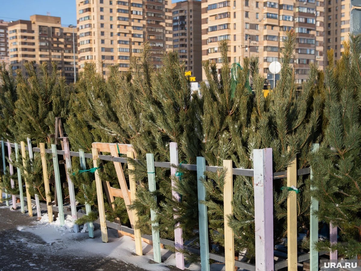    Курганский власти назвали адреса, где можно купить елку к Новому году