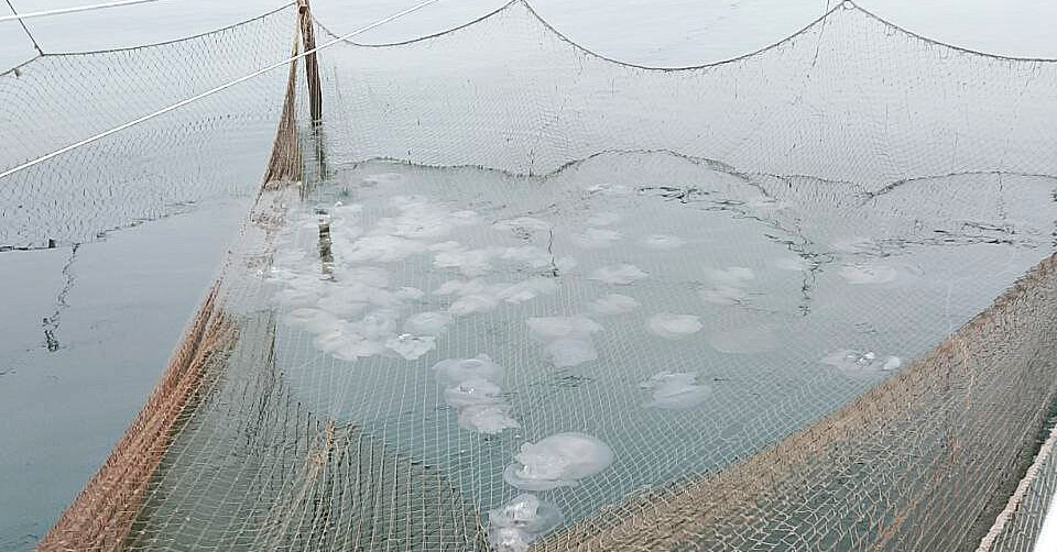    Фото: Официальный сайт ВНИРО