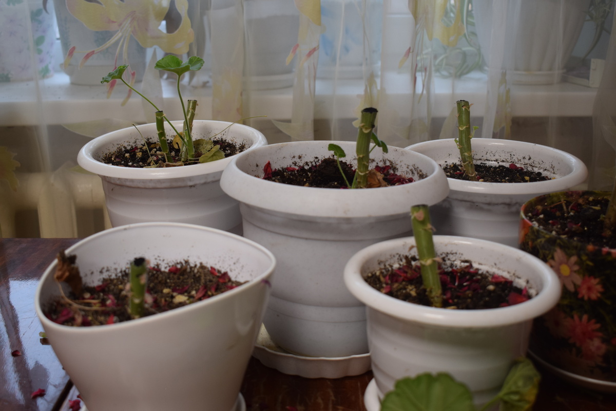 пеларгонию обрезала "на пенёк"(фото автора)