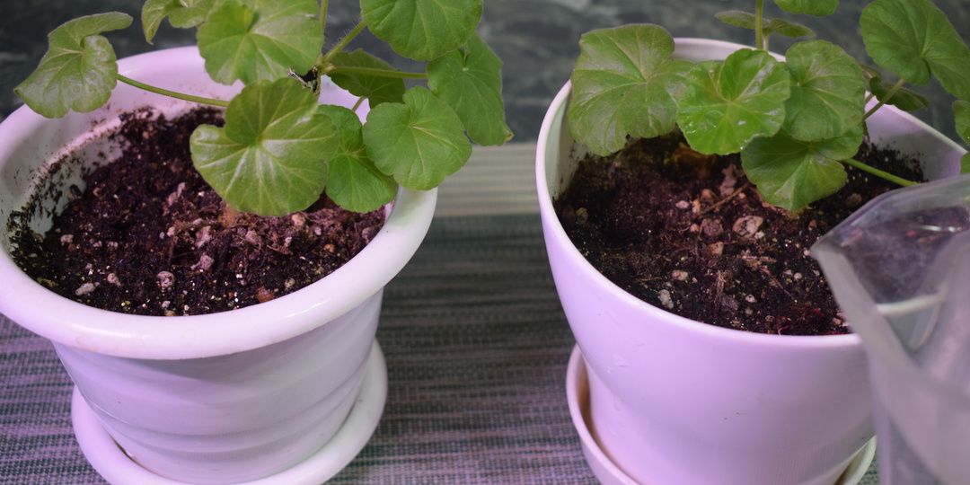 Зимний коктейль для пеларгонии: как глицин и янтарная кислота оживляют пеларгонию в декабре!