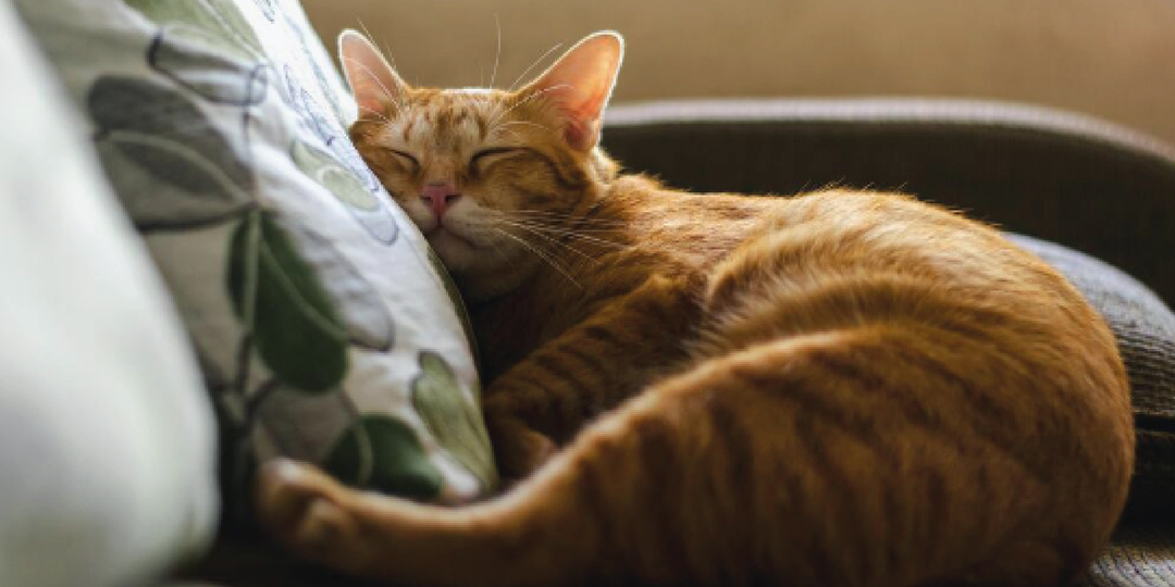 Где любят спать кошки и почему