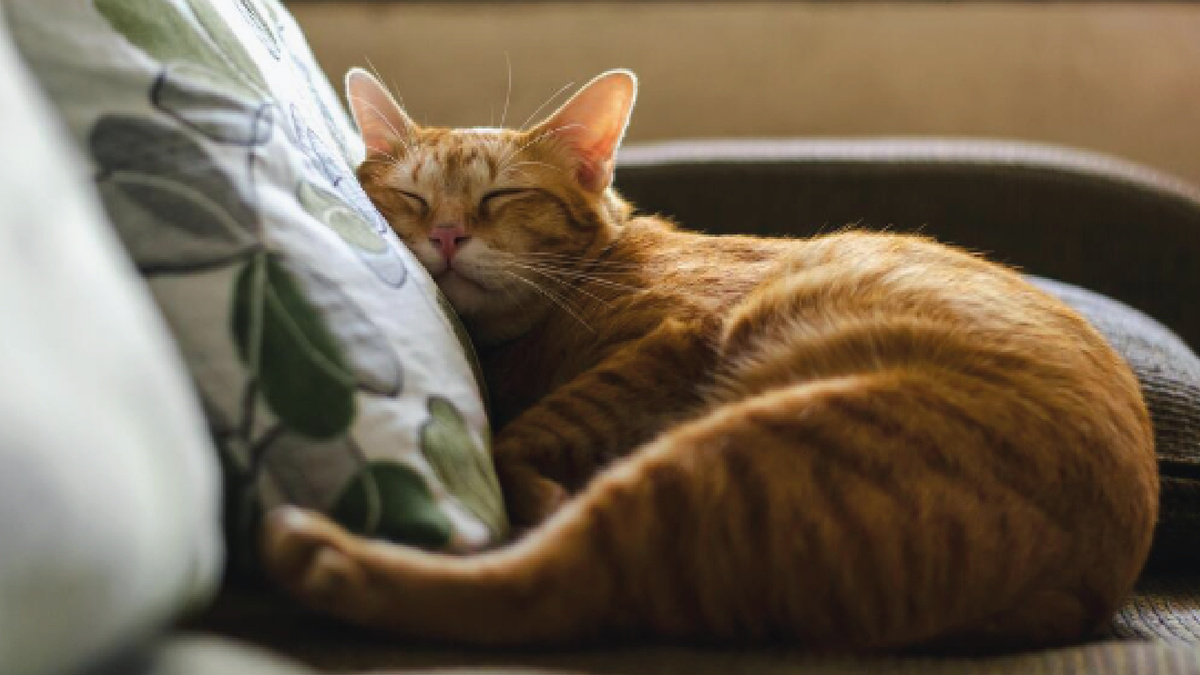 Кошка спит на диване. Фото - Vecteezy.com.