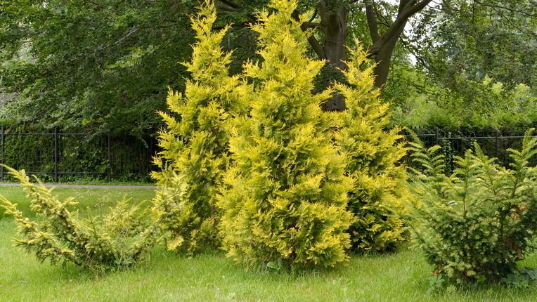 Все эти туи выросли от двух материнских деревьев за четыре года