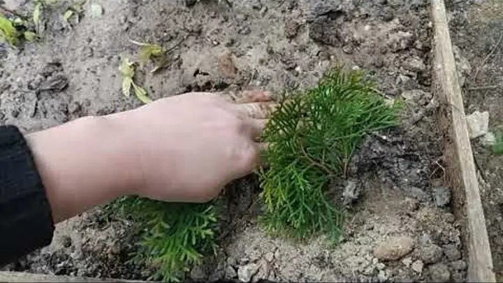 Через полгода в каждом месте пришпиливания образуется корневая система