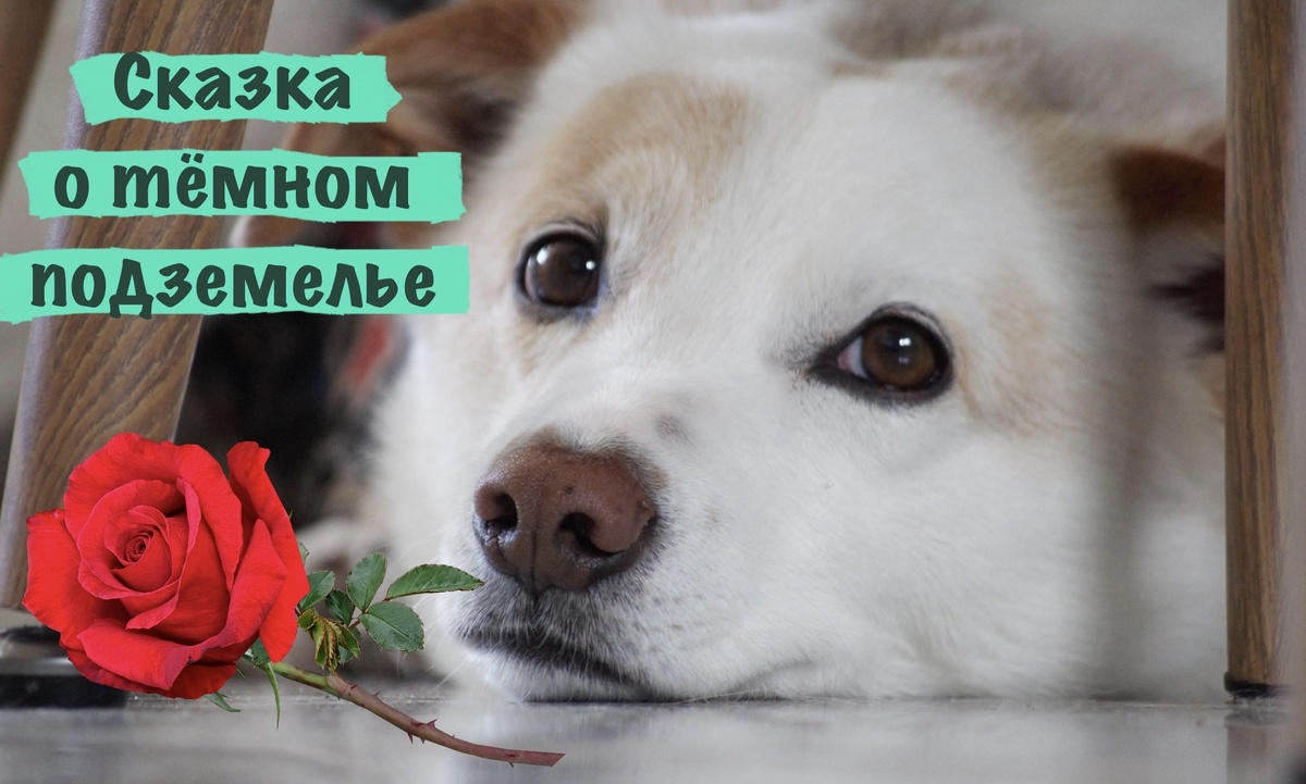 Второй детектив из серии "Как дважды два"