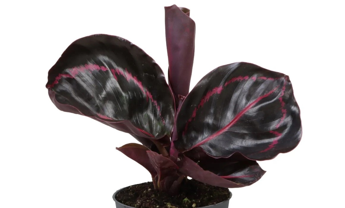 Calathea roseopicta Dottie 