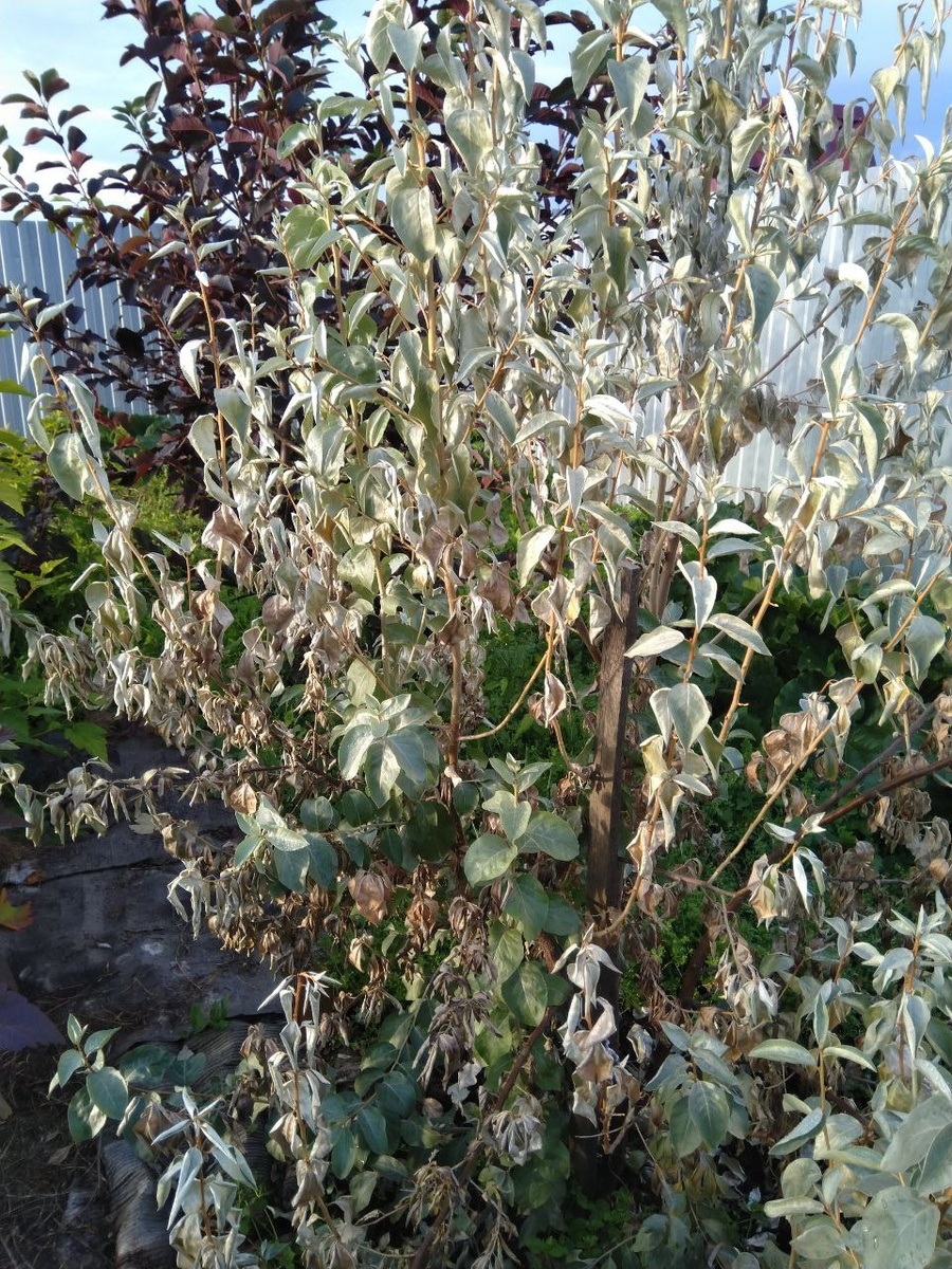 фузариоз на лохе серебристом