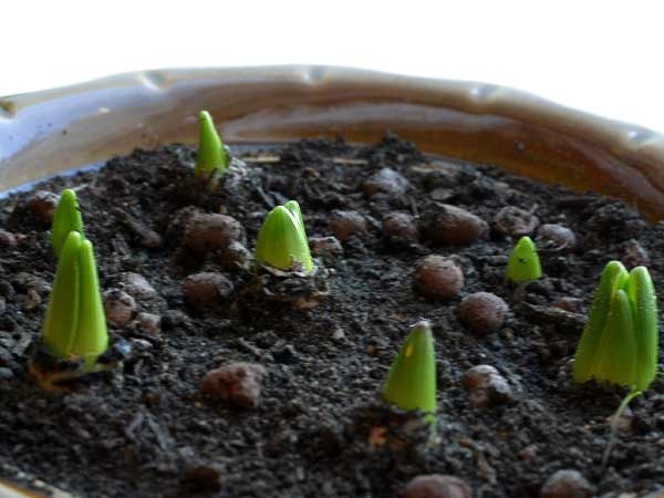 Носики гиацинтов