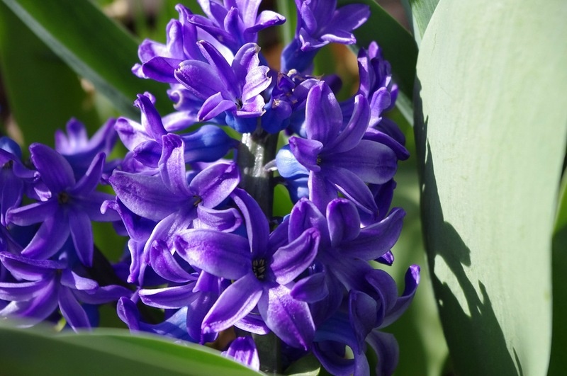 Расцвели гиацинты