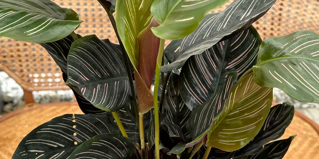 Уход за калатеей орната: увлажняем, защищаем от вредителей, болезней и подкармливаем