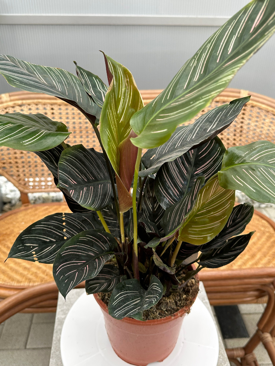 калатея орната -фото с сайта https://ozon.kz/product/kalateya-ornata-kalateya-ukrashennaya-kalateya-sanderiana-tsvetok-v-gorshke-tsvetok-v-kashpo-zhivoy-1266321093/