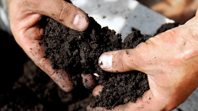 Так изменилась моя земля за несколько сезонов использования сидератов вместо химии
