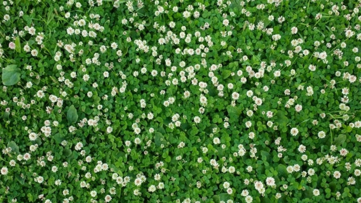 Белый клевер отлично наращивает зеленую массу, но требует контроля слизней