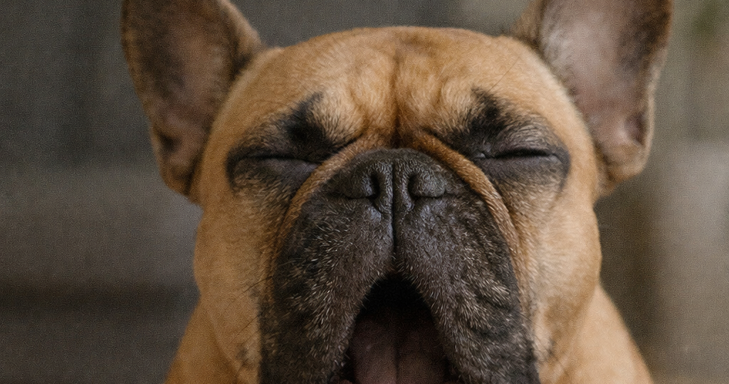 Типичные звуки французского бульдога: расшифровка или «что он там вообще говорит и стоит ли паниковать»