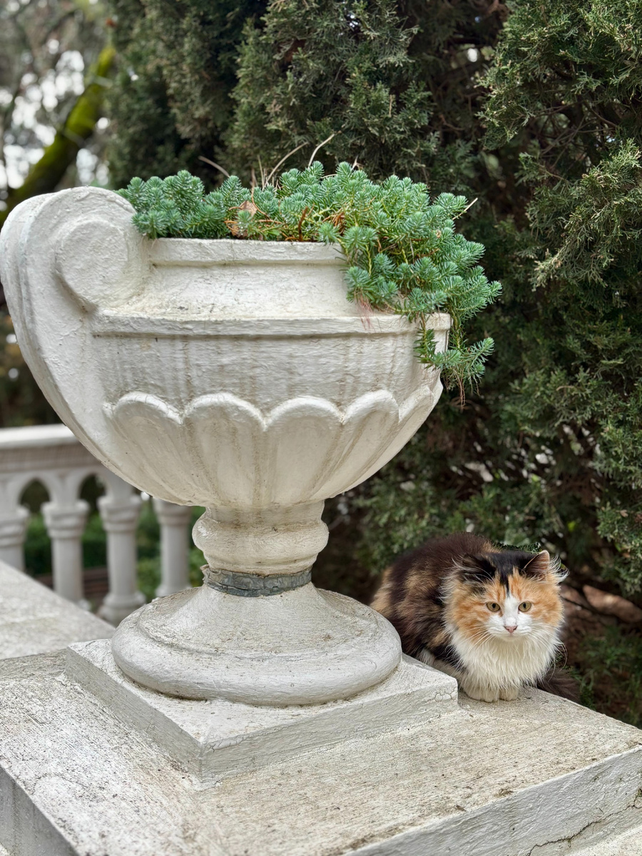 Самая милая кошечка