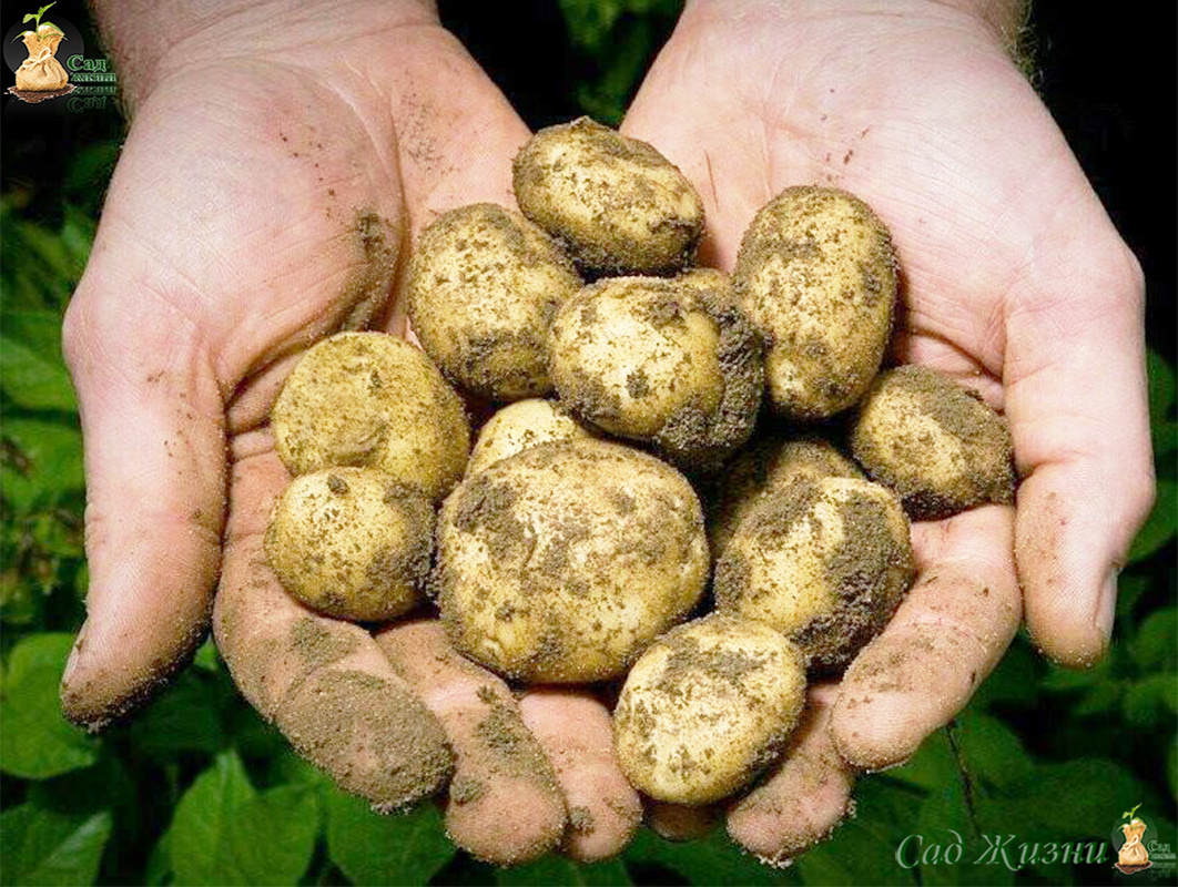 Урожай мельчает, даже если сорт проверенный