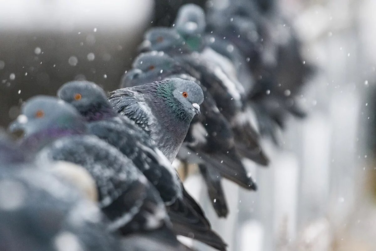    Контроль численности синантропных птиц в городских условиях — важный элемент сохранения здоровья населения.