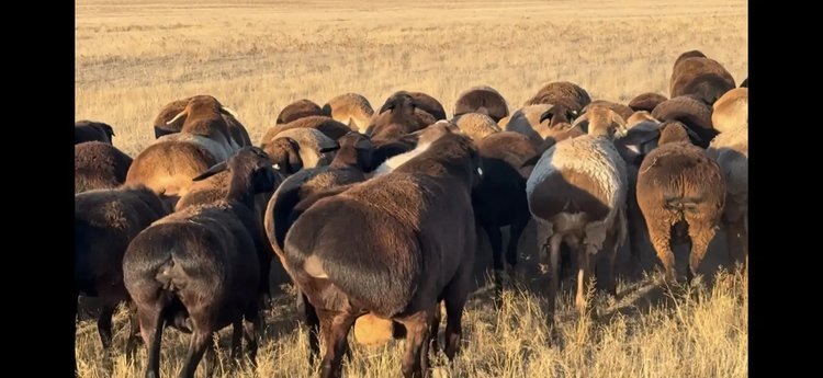    Фото: Минсельхоз Астраханской области