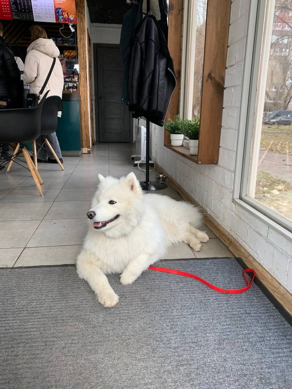 Самоед Чандра в кафе. Тольятти, 18 ноября 2024.