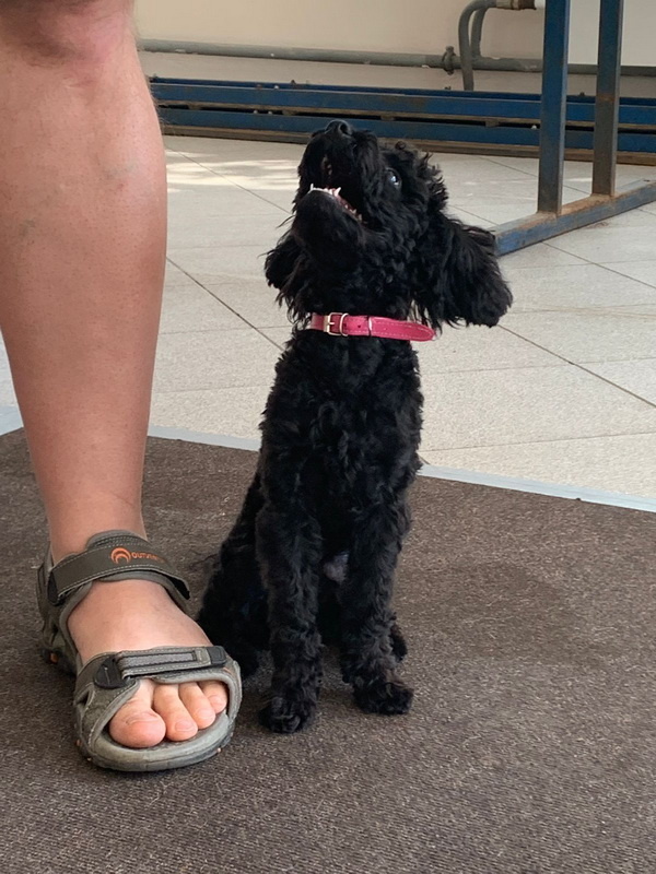 Пудель Умка. Индивидуальное занятие по дрессировке. Тольятти, 1 августа 2023.