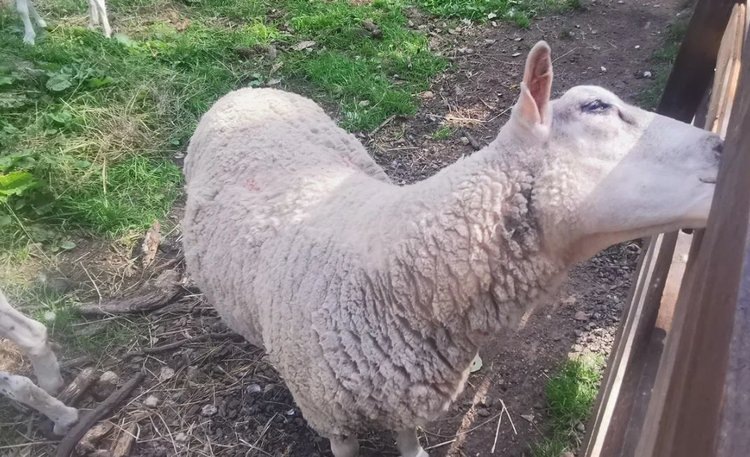    Фото: Лукьянов Дмитрий, AgroXXI.ru