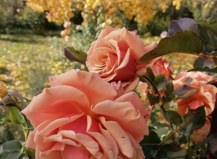 Я ОТКАЗАЛАСЬ от осенней обрезки роз и ПЕРЕСТАЛА ТЕРЯТЬ ЦВЕТЫ весной