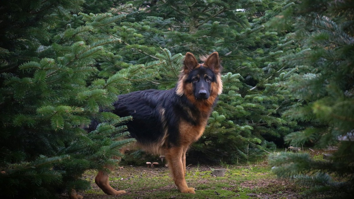    Немецкой овчарке хорошо подойдет немецкая кличка