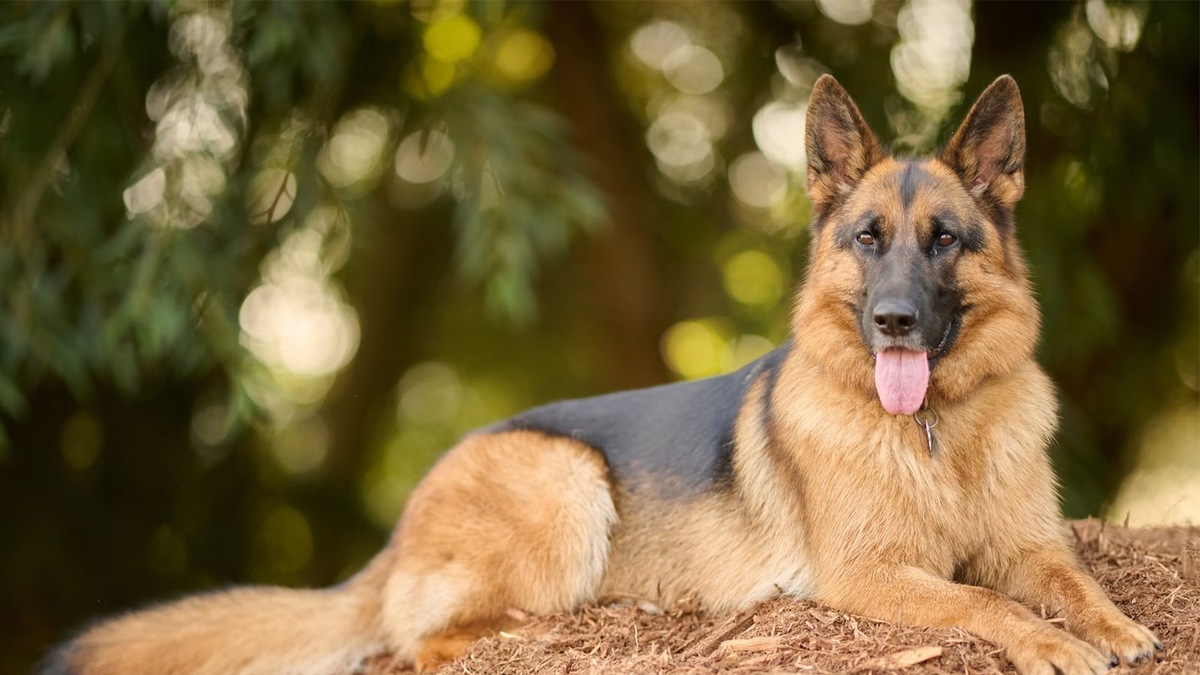    Назвать собаку по аасоциации с характером — хорошая идея